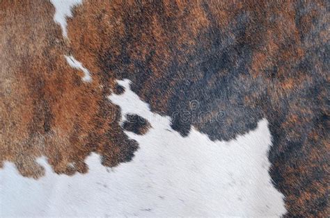 Skin Of A Cow Picture Image 6198928