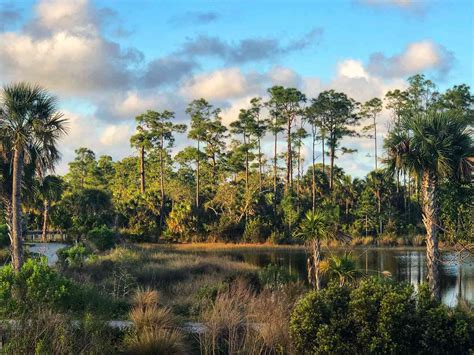 Things To Do In The Everglades Florida