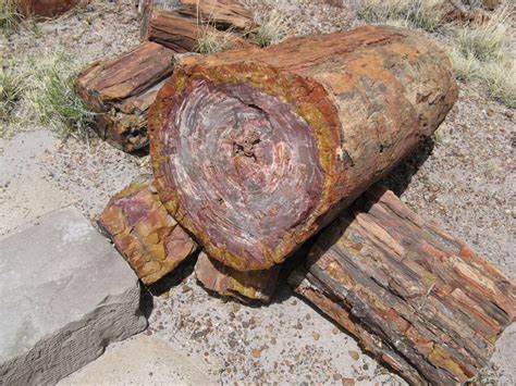 Petrified Forest Trees Bearing The Secrets Of The Past 225 Million