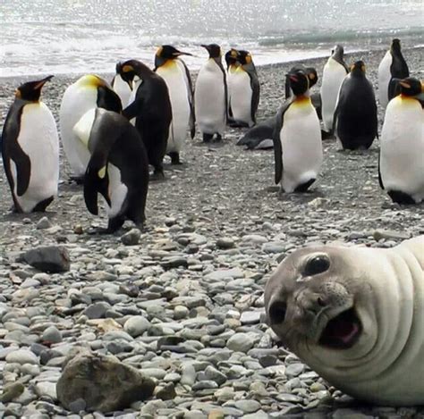 Seal Photobomb Funny Seals Funny Animals Cute Animals
