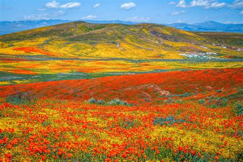 Maybe you would like to learn more about one of these? Antelope Valley Poppy Reserve California Super Bloom Wild ...