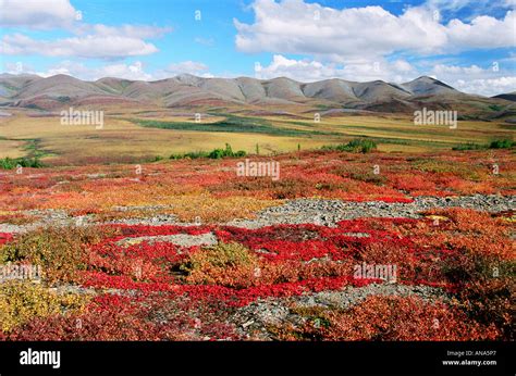 Tundra Summer Hi Res Stock Photography And Images Alamy