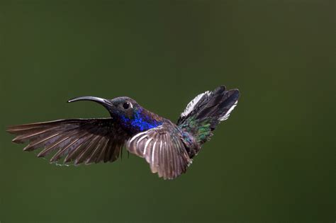 Hummingbird In Flight Image Free Stock Photo Public Domain Photo