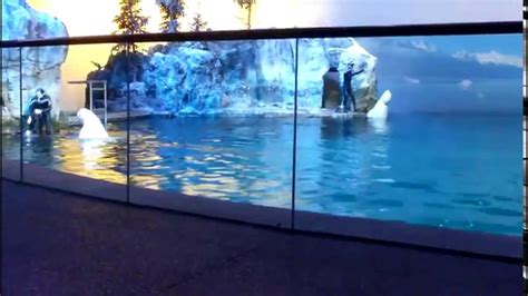 Dolphin Sea Lion And Beluga Whale Show At Shedd Aquarium Youtube