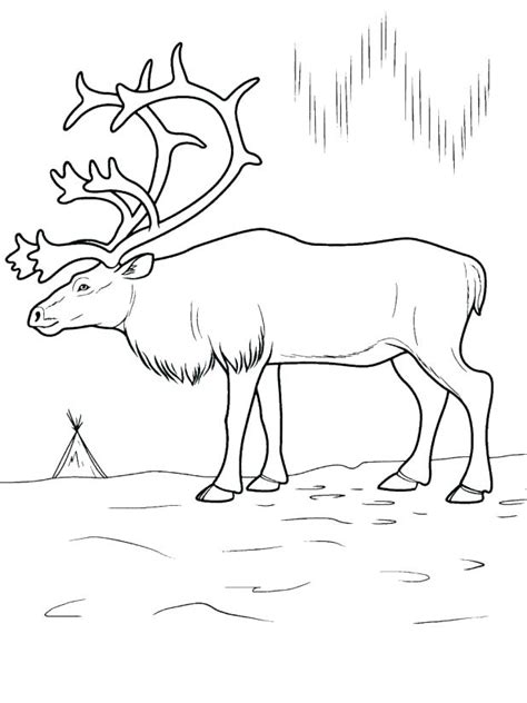Arctic Animals Coloring Pages For Preschoolers At Getdrawings Free
