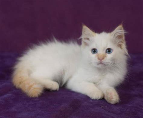 huggable kissable ragdoll kittens 1 left for sale adoption from mankato minnesota