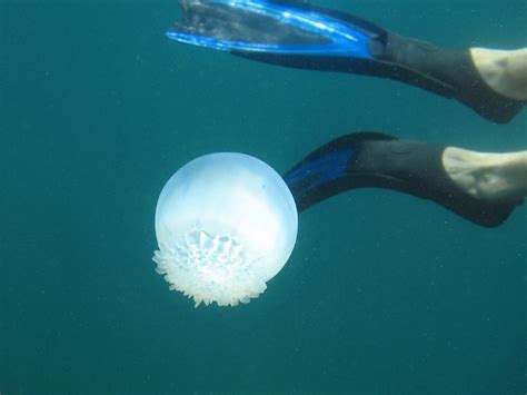 7 Most Dangerous Jellyfish In The Underwater World Pictolic