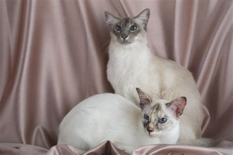 Balinese Cats Wallpapers High Quality Download Free