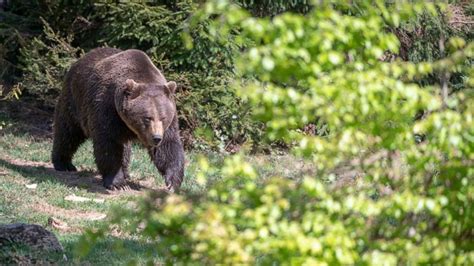 Grizzly Bear Mauls Hunter To Death In 1st Of Its Kind Attack In Largest