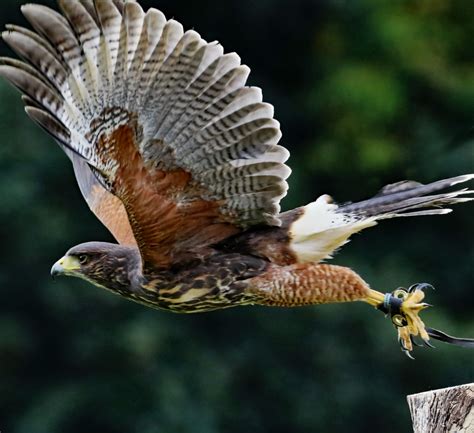 free images nature wing fly wildlife beak eagle predator hawk feather fauna raptor