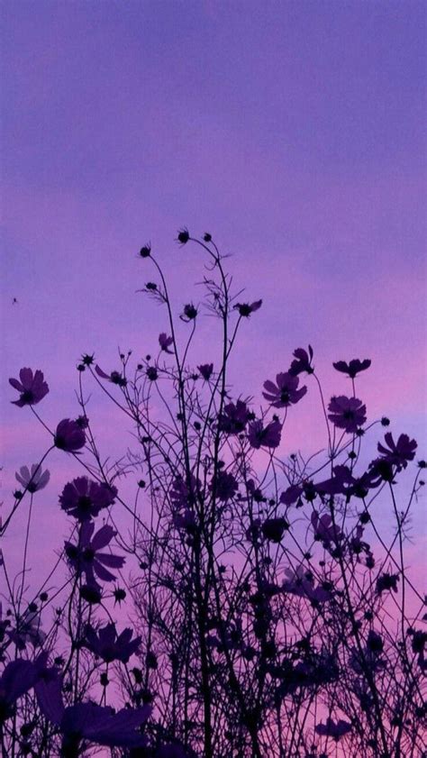 Free Download 400 Gambar Aesthetic Lilac Hd Terbaik Gambar