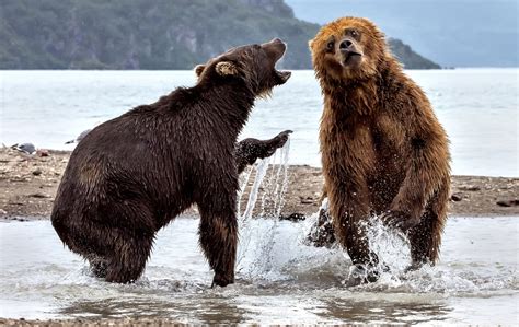 Bears Fighting Hd Animals 4k Wallpapers Images Backgrounds Photos