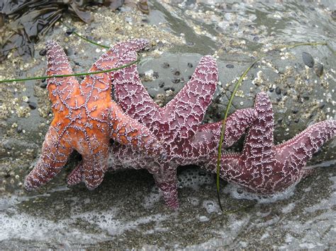 10 Interesting Starfish Facts Daily World Facts