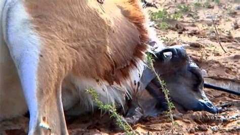Animals Giving Birth Birth Of A Baby Springbok Youtube