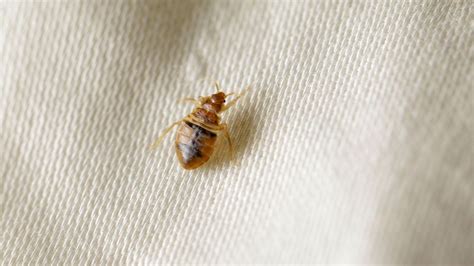 How To Deal With Bed Bugs Flipboard