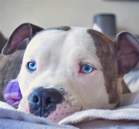 Dogs With Blue Eyes The Full Guide The Better Dog Life