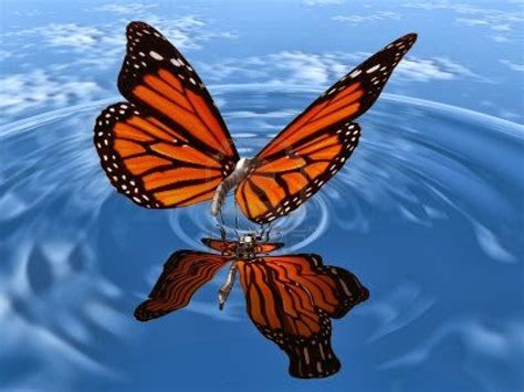 Live Butterfly Wallpapers Wallpaper Cave