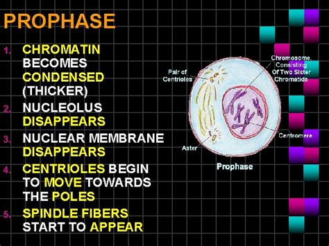 Mitosis How Body Cells Divide Interphase Cell Is