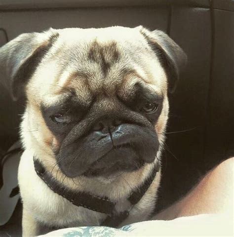 12 Pictures Of Cute Pugs And The Faces They Make