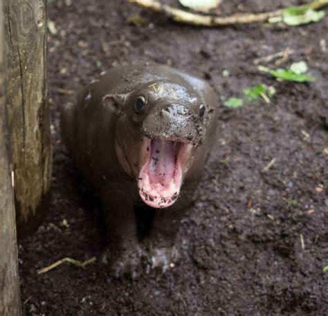 Pygmy Hippo Calf Gets In The Swim Zooborns