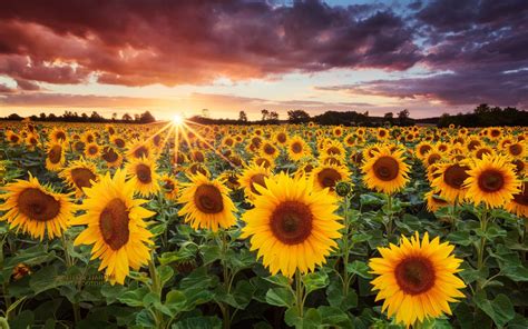 Ocean Of Flowers Sunflower Sunset