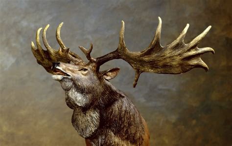 Irish Elk Facts Irish Setter Elk Tracker