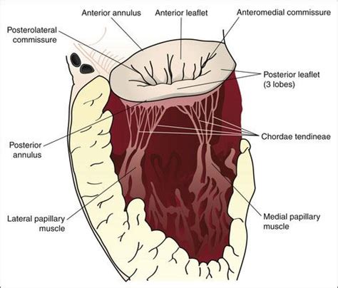 Mitral Valve And Pathology As Academy
