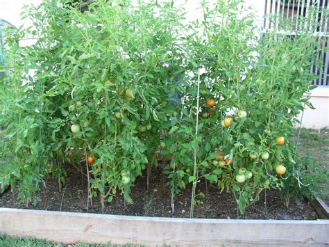 Tomatoes In Raised Bed Growin Crazy Acres