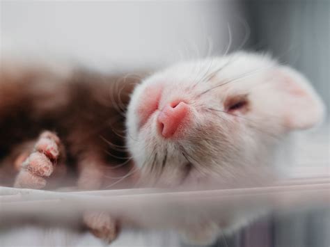 Be positive that you have the time, energy and finances to properly care for a ferret before you decide to bring one of these entertaining and affectionate creatures into your home. Reason Why Ferrets Make Good Pets