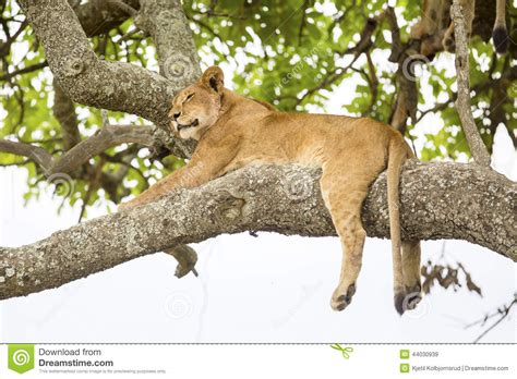 African Lion Rests In Tree