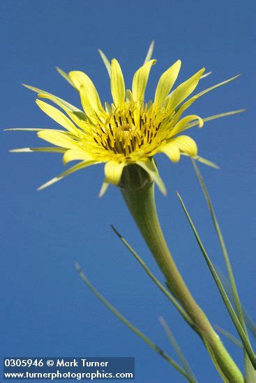 Tragopogon Dubius Yellow Salsify Wildflowers Of The Pacific Northwest