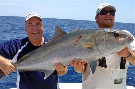 Greater Amberjack: Characteristics, habitat cultivation and more....