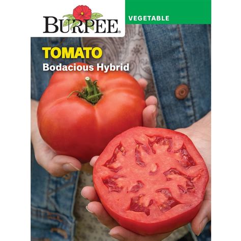 Burpee Bodacious Hybrid Tomato Vegetable Seed 1 Pack