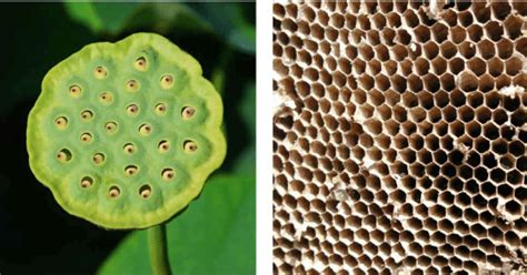 Understanding Trypophobia The Fear That Can Be Debilitating