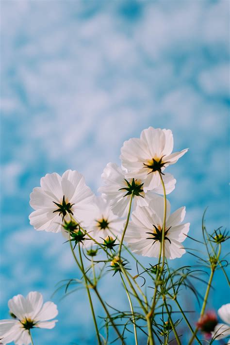 Aesthetic Spring D Flower Iphone Wallpapers Wallpaper Cave