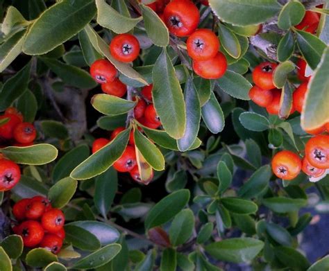Red Elf Pyracantha Berry Plants Shrubs Evergreen Shrubs