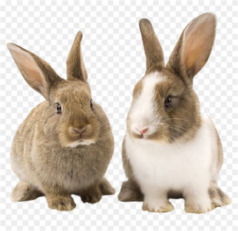 Rabbit Bunny Png Picture Transparent Background Bunnies