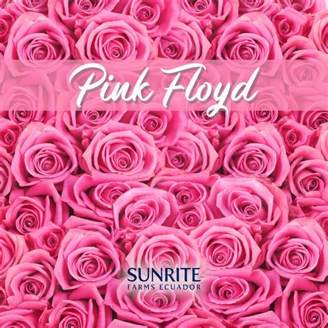 Check out @pinkfloydtmr for more about the pink floyd exhibition. Pin by SUNRITE FARMS on Pink Floyd | Ecuadorian roses ...