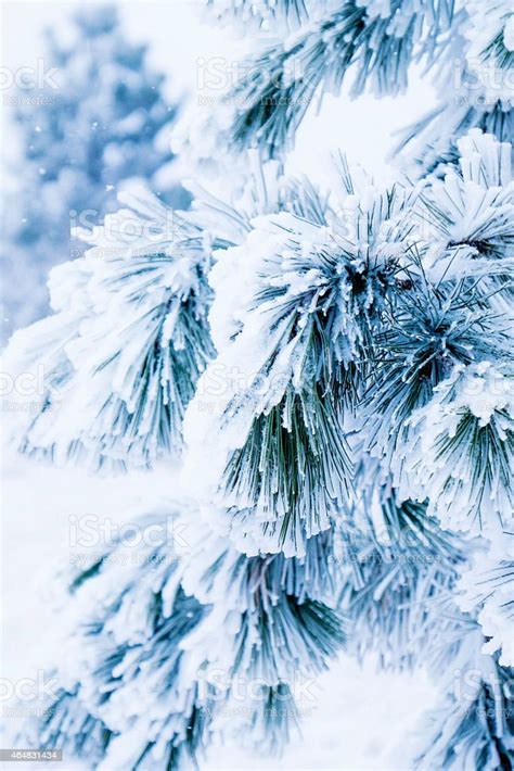Fir Tree Branches Heavily Laden With Snow During Snowstorm Stock Photo