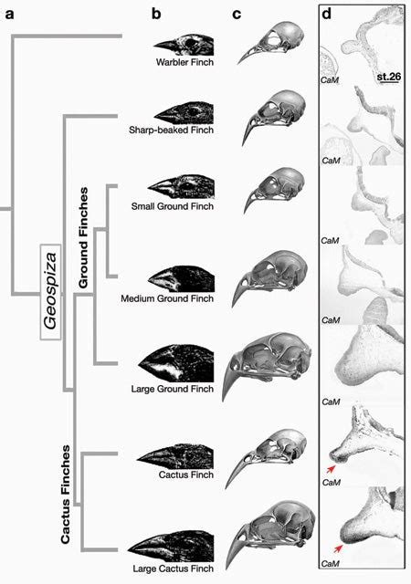 How Darwins Finches Got Their Beaks Unianimal