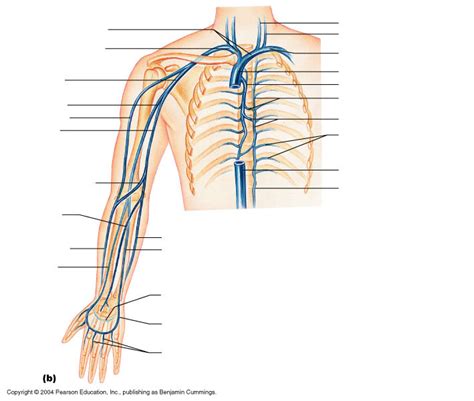 Veins Of The Right Arm And Thorax Diagram Quizlet