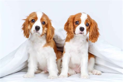 37 Awesome Brown And White Dog Breeds With Pictures