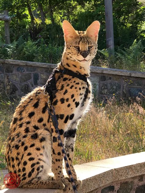 Differences Between Bengal And Savannah Cats