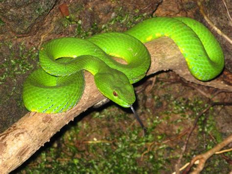 Animals in tropical rainforests can be as the tropical rainforest animals (fauna) live in different layers (strata) of the jungles. 17 Best images about animals of the Philippines on ...