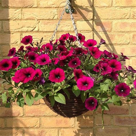Petunia Shockwave Deep Purple Planted Hanging Basket Purple Plants