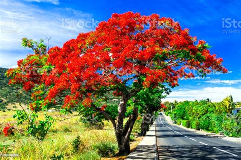 Beautiful Exotic Red Flowers Tree Calls Flame Tree