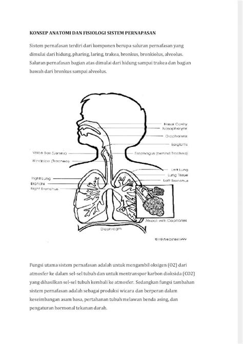 Pdf Konsep Anatomi Dan Fisiologi Sistem Pernapasan Dokumen Tips Hot