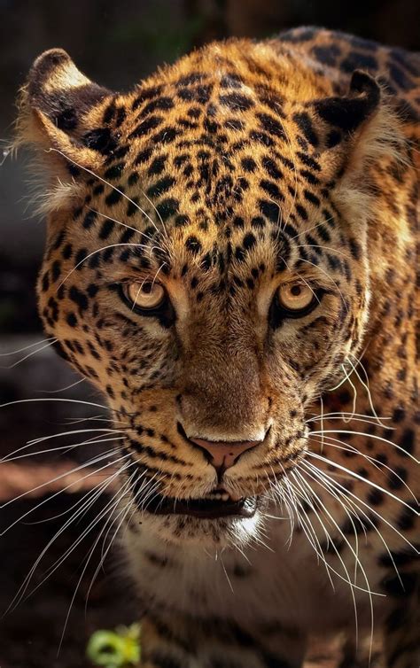 About Wild Animals Face Of A Jaguar Up Close Jaguar Animal Animals