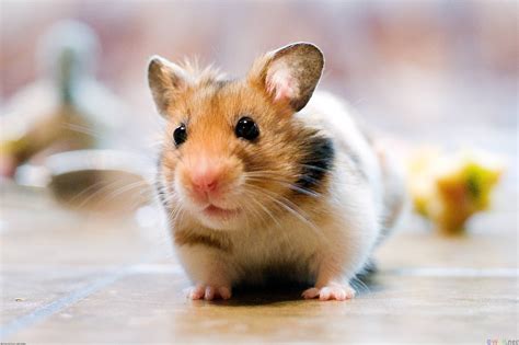 Hình Nền Chuột Hamster Dễ Thương Top Những Hình Ảnh Đẹp