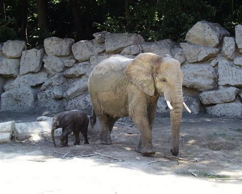 974 African Elephants At Tiergarten Schönbrunn Vienna Zoo Austria
